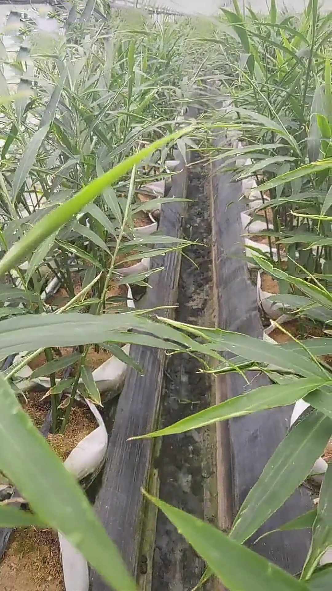 撸起袖子种姜了!家庭农场 盆栽种姜 撸起袖子种姜了!家庭农场 盆栽种姜