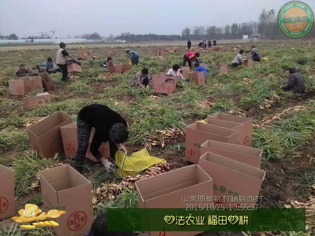 【2015年七不”生态养植小黄姜秋收感恩节】之一 山东曲阜庆典篇 2015.10.24