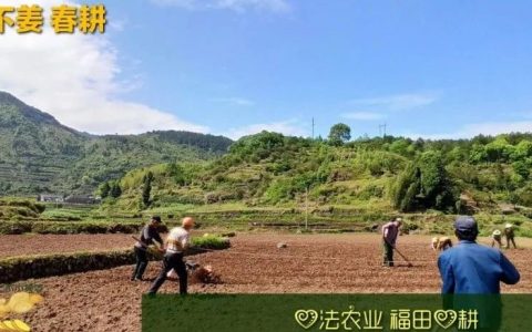 慶心法農業七不姜2021春耕開播 春耕圖展-七不姜 生姜養生網-明德CSA生態姜園&明安農業