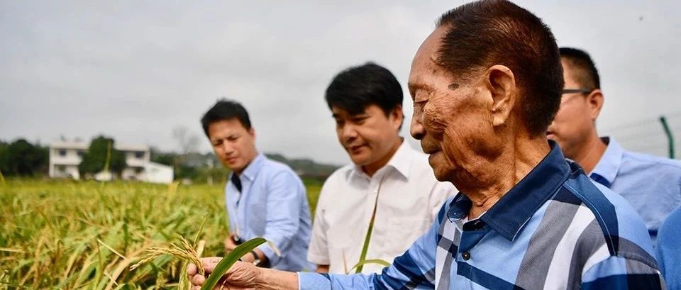 逝者|袁隆平:希望农民从土地上彻底解脱出来- 原创 周华蕾 曾鸣 南方周末 2021-5.21-七不姜 生姜养生网-明德CSA生态姜园&明安农业