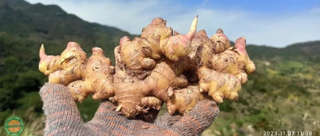 2023年12月 優惠“卷”送給您收下。 慶祝七不姜秋收圓滿！ 浙江仙居 七不小黃姜 干姜片 姜粉新上市！?^?ω?^?-七不姜 生姜養生網-明德CSA生態姜園&明安農業