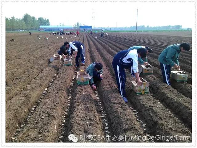 【2015年七不”生态养植小黄姜秋收感恩节】之一 山东曲阜庆典篇 2015.10.24