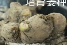 生姜養生-擼起袖子,家庭盆栽及庭院種姜了..薑有佛心 孝道,家庭種姜“富貴竹” 。預定七不姜種、普通姜種、種姜指導-七不姜 生姜養生網-明德CSA生態姜園&明安農業