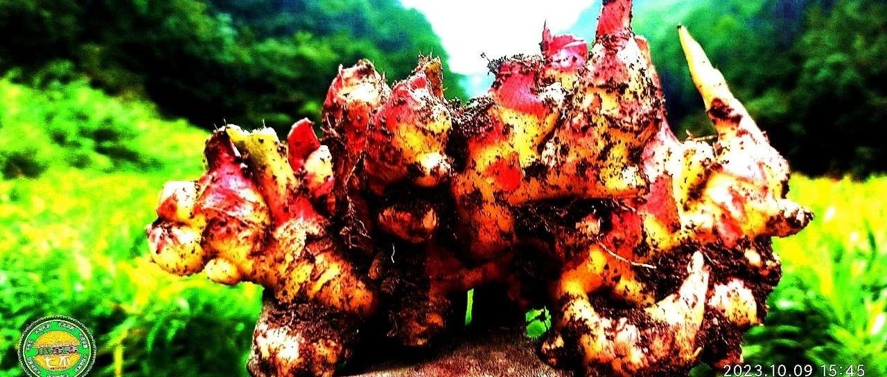 雙11活動 特惠套裝 浙江仙居 七不小黃姜 鮮姜 新上市 現發 生態自然 明安心法農業-七不姜 生姜養生網-明德CSA生態姜園&明安農業