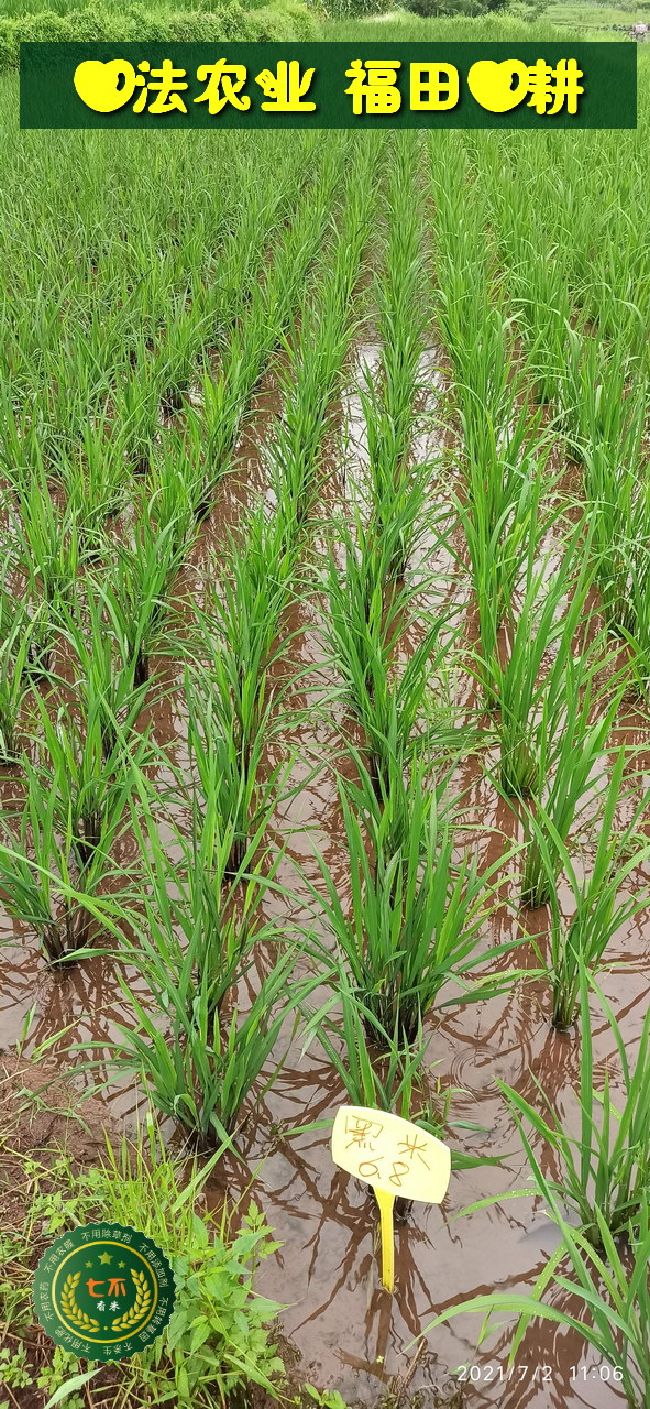 廈門周周媽媽家的烏龜脫肛!!!-七不姜 生姜養生網-明德CSA生態姜園&明安農業