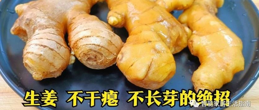 保存生姜不用放冰箱!教你诀窍,生姜不干瘪不发芽,放一年都新鲜-七不姜 生姜养生网-明德CSA生态姜园&明安农业