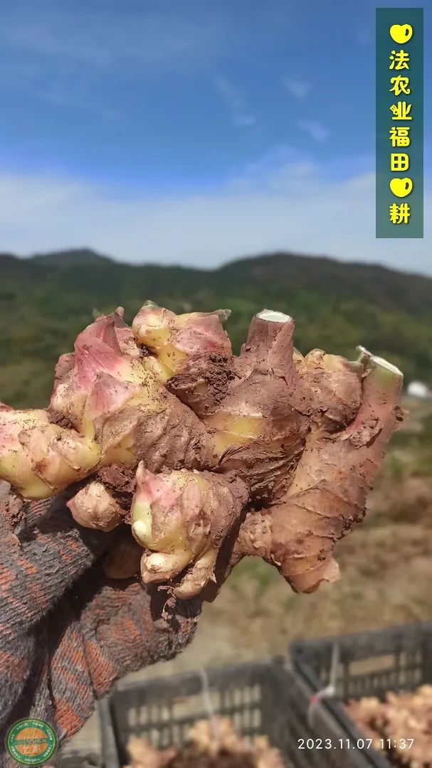 九月中秋套装好礼!送人参酒!中秋快乐!生姜 大米优惠“卷” 经济下行送劵