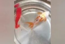 案例分享:超級好玩的——小金魚便秘調理案例-七不姜 生姜養生網-明德CSA生態姜園&明安農業