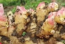 首發:世界各國吃姜名菜譜-印度、巴基斯坦、英國、土耳其、日本、越南,還有烏克蘭人是如何吃姜的?姜使用量最多的國家是哪個國家?-七不姜 生姜養生網-明德CSA生態姜園&明安農業