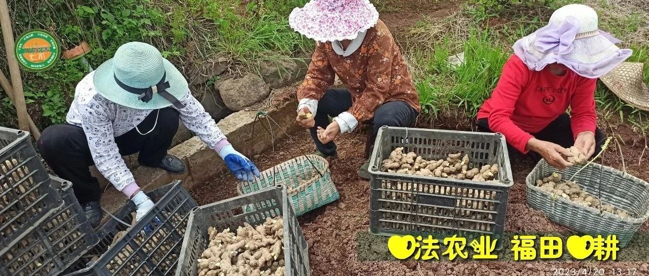 2023年4月-5月 七不姜春耕春播已經順利完成!春耕圖-七不姜 生姜養生網-明德CSA生態姜園&明安農業