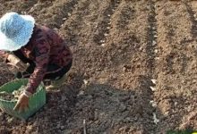 七不姜2022年四月春耕圖-七不姜 生姜養生網-明德CSA生態姜園&明安農業